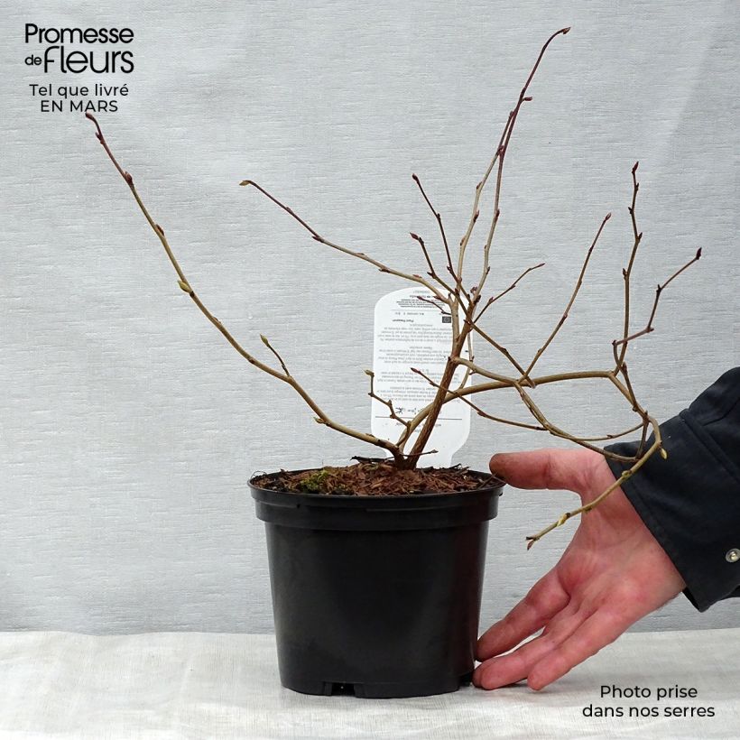 Exemplar von Corylopsis Spring Purple - Scheinhasel Topf mit 2L/3L wie im Frühjahr geliefert