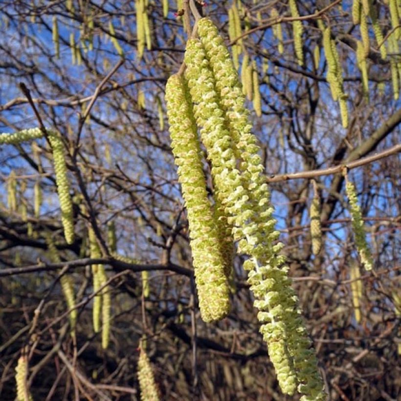 Haselnuss - Corylus avellana (Flowering)
