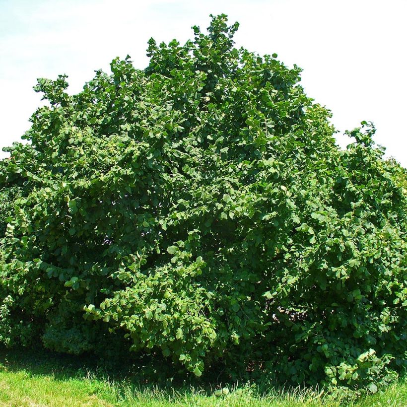 Haselnuss - Corylus avellana (Plant habit)