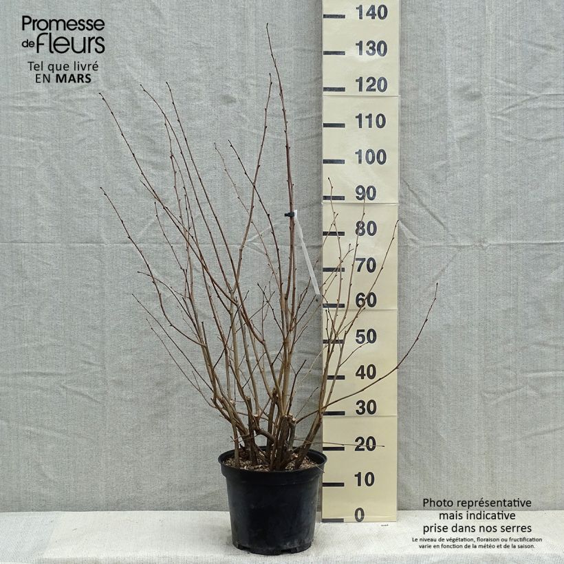 Exemplar von Haselnuss Rode Zellernoot - Corylus avellana Topf mit 7,5L/10L wie im Winter geliefert