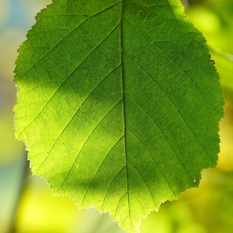 Haselnuss Webb's Prize Cobb - Corylus avellana (Foliage)