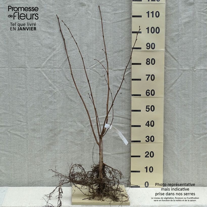 Example of Haselnuss Webb's Prize Cobb - Corylus avellana Wurzelnackt as you get in hiver