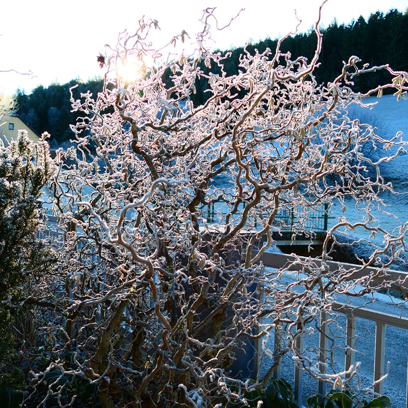 Haselnuss Medusa - Corylus avellana (Plant habit)