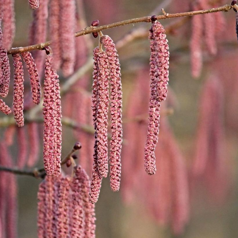 Roter Lambertshasel Purpurea - Corylus maxima (Flowering)
