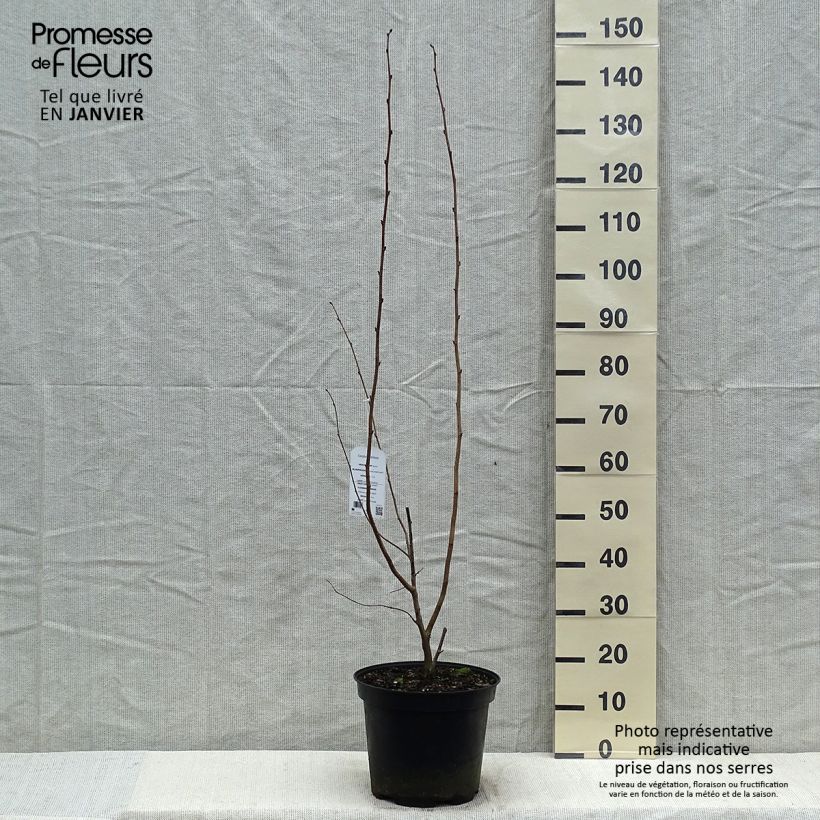 Exemplar von Roter Lambertshasel Purpurea - Corylus maxima Topf mit 7,5L/10L wie im Winter geliefert