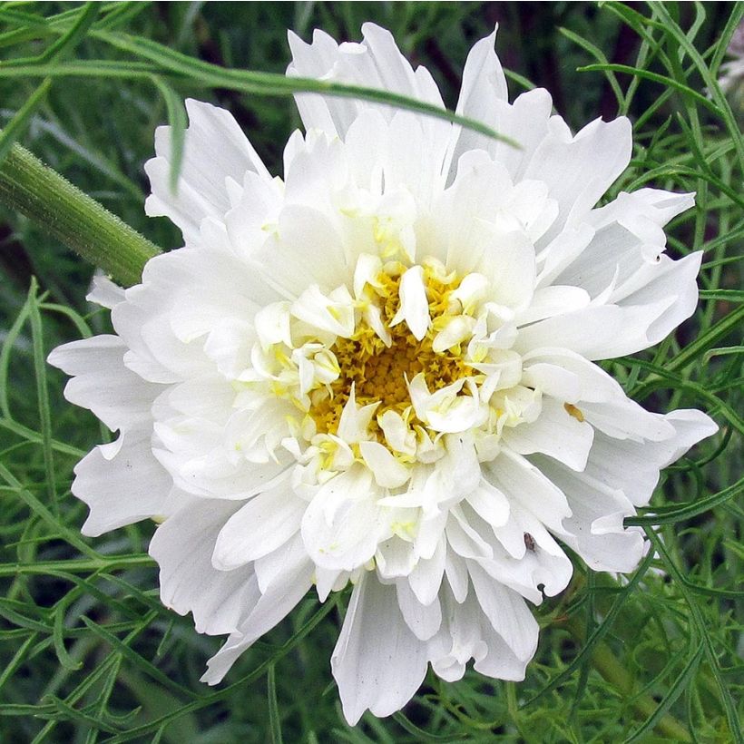 Schmuckkörbchen Double Click Snow Puff (Samen) - Cosmos (Flowering)