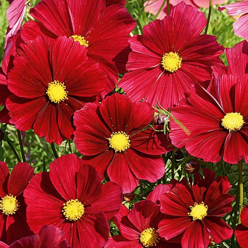 Schmuckkörbchen Rubenza Red Carmin - Cosmos (Flowering)