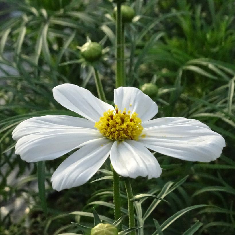 Schmuckkörbchen Sonata White - Cosmos (Flowering)