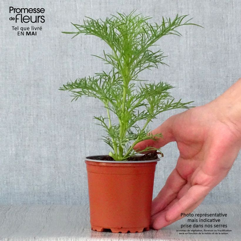 Example of Schmuckkörbchen Sonata White - Cosmos Topf 10 cm/11cm as you get in printemps