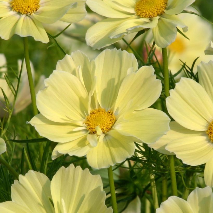 Schmuckkörbchen Xanthos - Cosmos (Flowering)