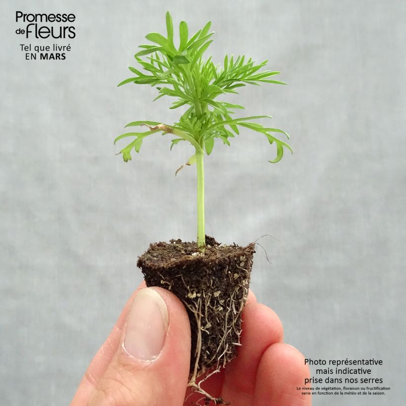 Example of Schmuckkörbchen Xanthos - Cosmos Jardi-Plug: Wurzelballen 3,8 cm x 3,2 cm in Anzuchtplatte à 15 Stück. as you get in printemps