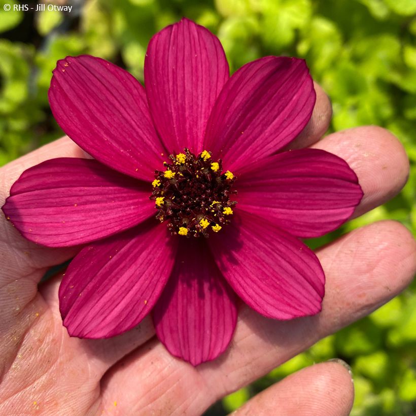Schokoladen-Kosmee Cherry Chocolat - Cosmos atrosanguineus (Flowering)