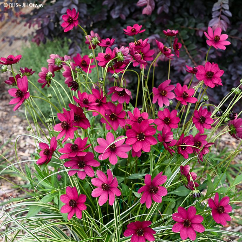Schokoladen-Kosmee Cherry Chocolat - Cosmos atrosanguineus (Plant habit)