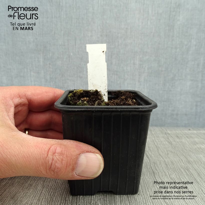 Exemplar von Schokoladen-Kosmee Chocamocha - Cosmos atrosanguineus Kleine Töpfe von 7/8 cm wie im Frühjahr geliefert