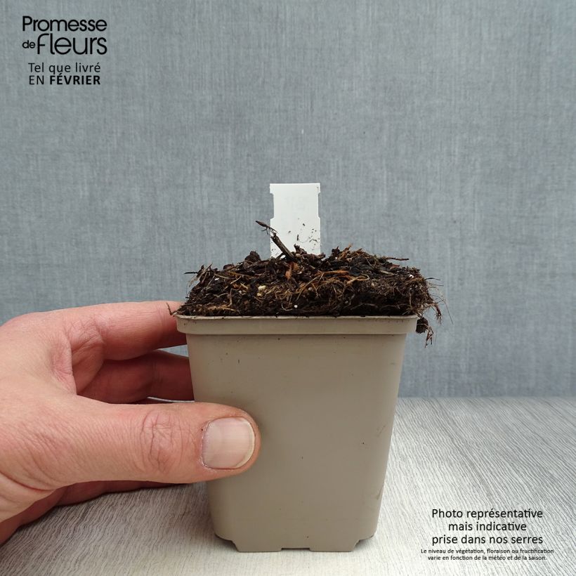 Exemplar von Schokoladen-Kosmee Eclipse - Cosmos atrosanguineus Kleine Töpfe von 8/9 cm wie im Winter geliefert