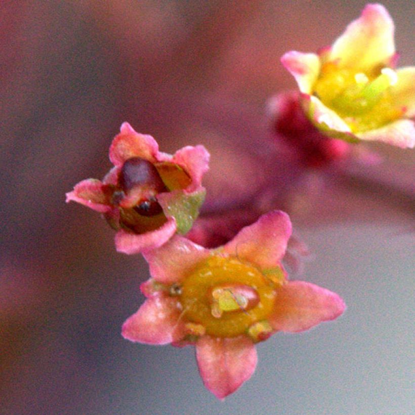 Perückenstrauch Grace - Cotinus (Flowering)
