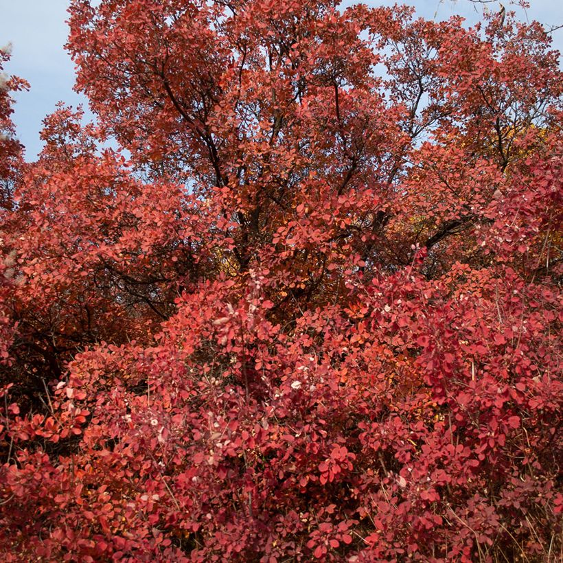 Perückenstrauch Grace - Cotinus (Plant habit)