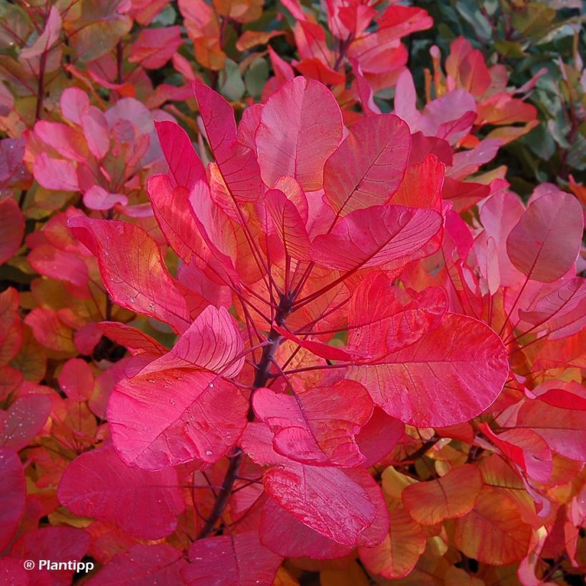 Perückenstrauch Old Fashioned - Cotinus coggygria (Foliage)