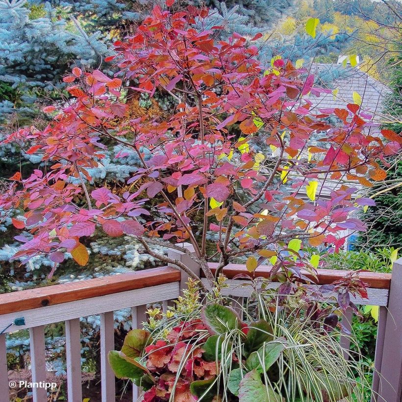 Perückenstrauch Old Fashioned - Cotinus coggygria (Plant habit)