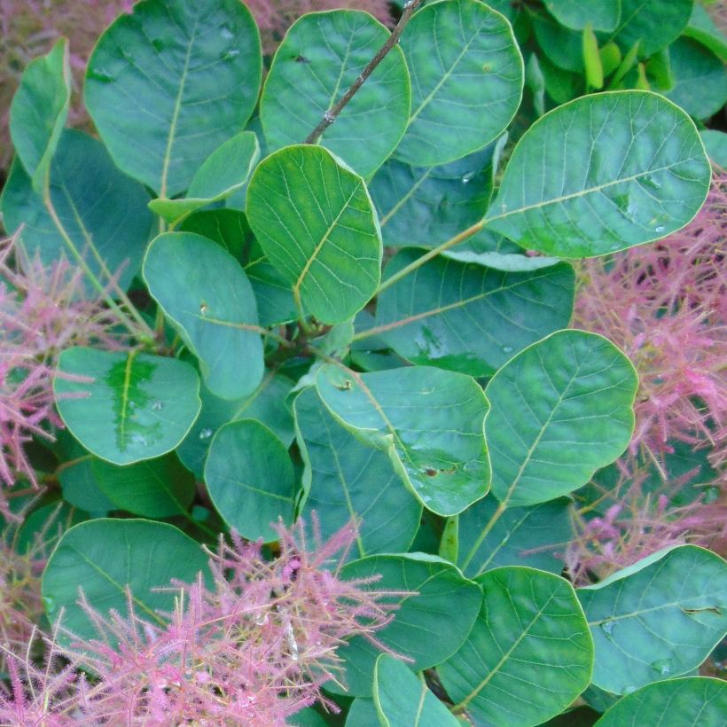 Perückenstrauch Joe - Cotinus coggygria (Foliage)