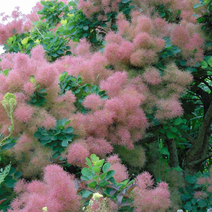 Perückenstrauch Joe - Cotinus coggygria (Flowering)