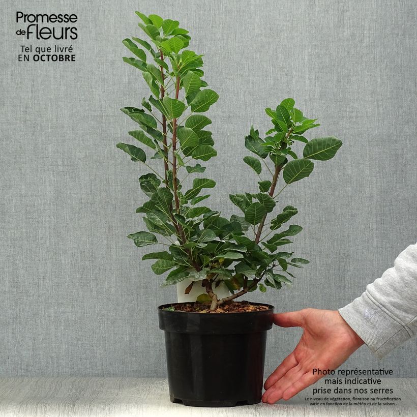 Example of Perückenstrauch Joe - Cotinus coggygria Topf mit 3L/4L as you get in automne