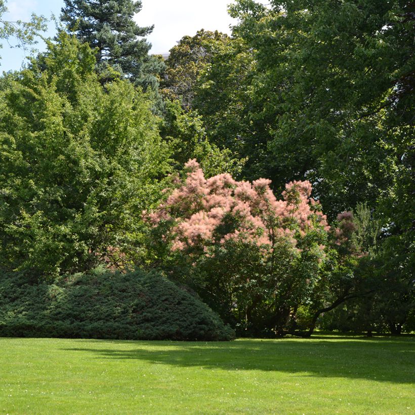Perückenstrauch - Cotinus coggygria (Plant habit)