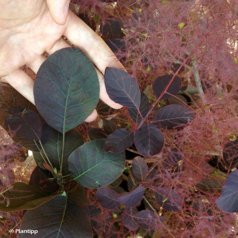 Perückenstrauch Dusky Maiden - Cotinus coggygria (Foliage)