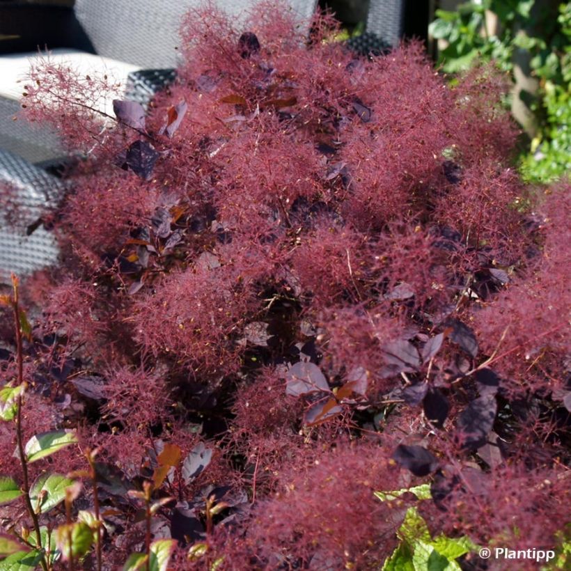 Perückenstrauch Dusky Maiden - Cotinus coggygria (Flowering)