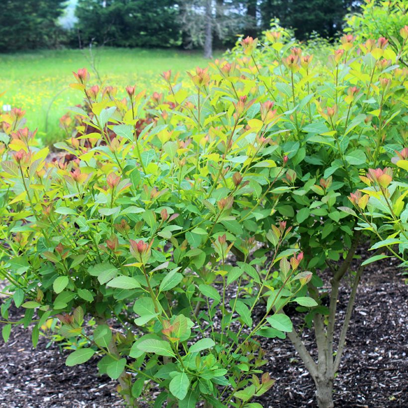 Perückenstrauch Flame - Cotinus coggygria (Plant habit)