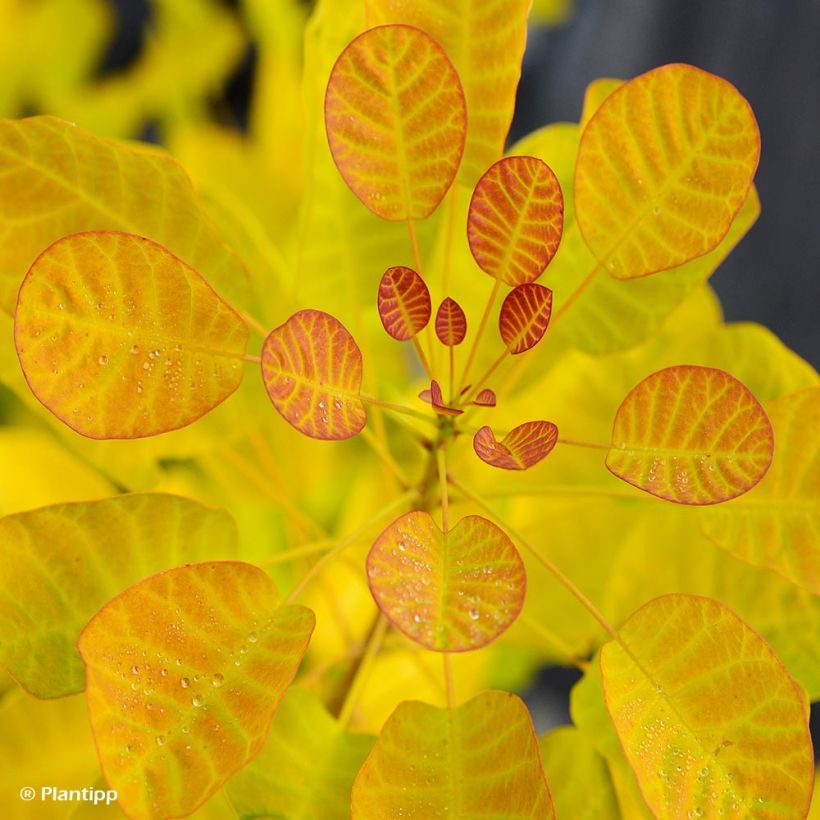 Perückenstrauch Golden Lady - Cotinus coggygria (Foliage)