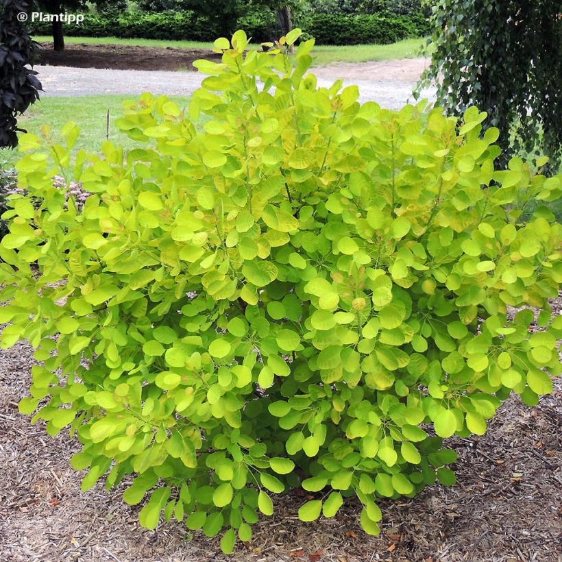 Perückenstrauch Golden Lady - Cotinus coggygria (Plant habit)
