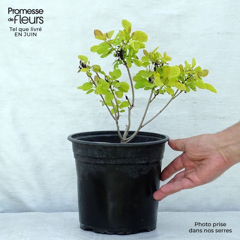 Exemplar von Perückenstrauch Golden Lady - Cotinus coggygria Topf mit 3L/4L wie im Sommer geliefert