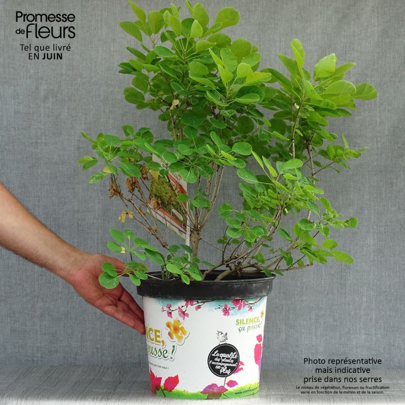 Exemplar von Perückenstrauch Golden Lady - Cotinus coggygria Topf mit 7,5L/10L wie im Sommer geliefert