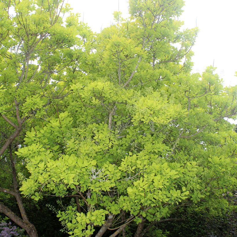 Perückenstrauch Golden Spirit - Cotinus coggygria (Plant habit)