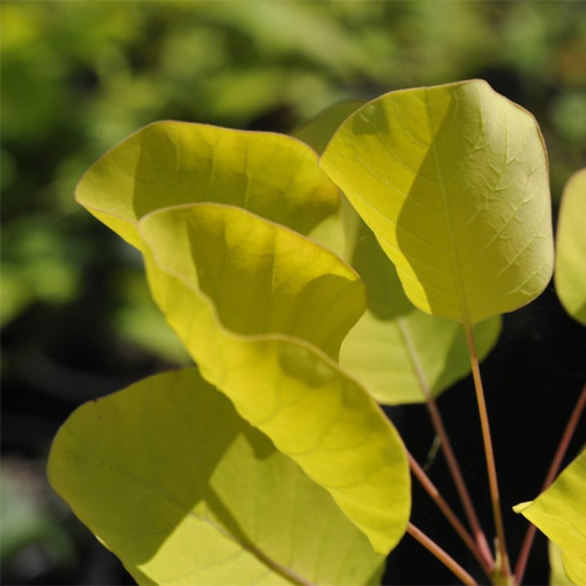 Perückenstrauch Golden Spirit - Cotinus coggygria (Foliage)