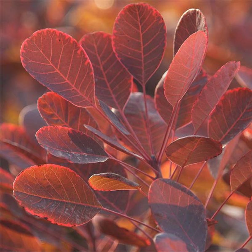 Perückenstrauch Lilla - Cotinus coggygria (Foliage)