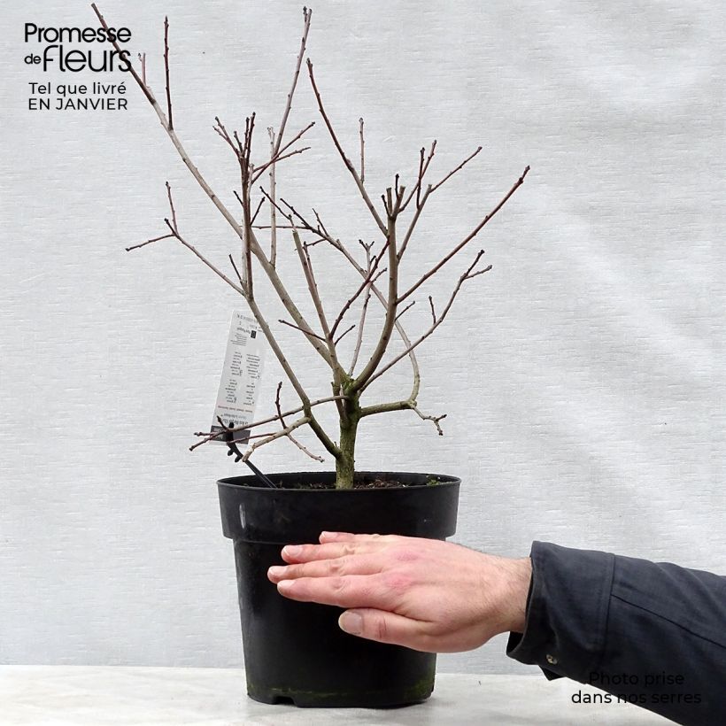 Exemplar von Perückenstrauch Lilla - Cotinus coggygria Topf mit 3L/4L wie im Winter geliefert