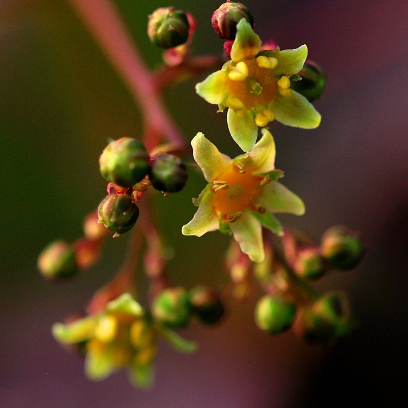 Perückenstrauch Lilla - Cotinus coggygria (Flowering)
