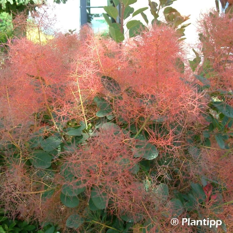 Perückenstrauch Red Spirit - Cotinus coggygria (Flowering)