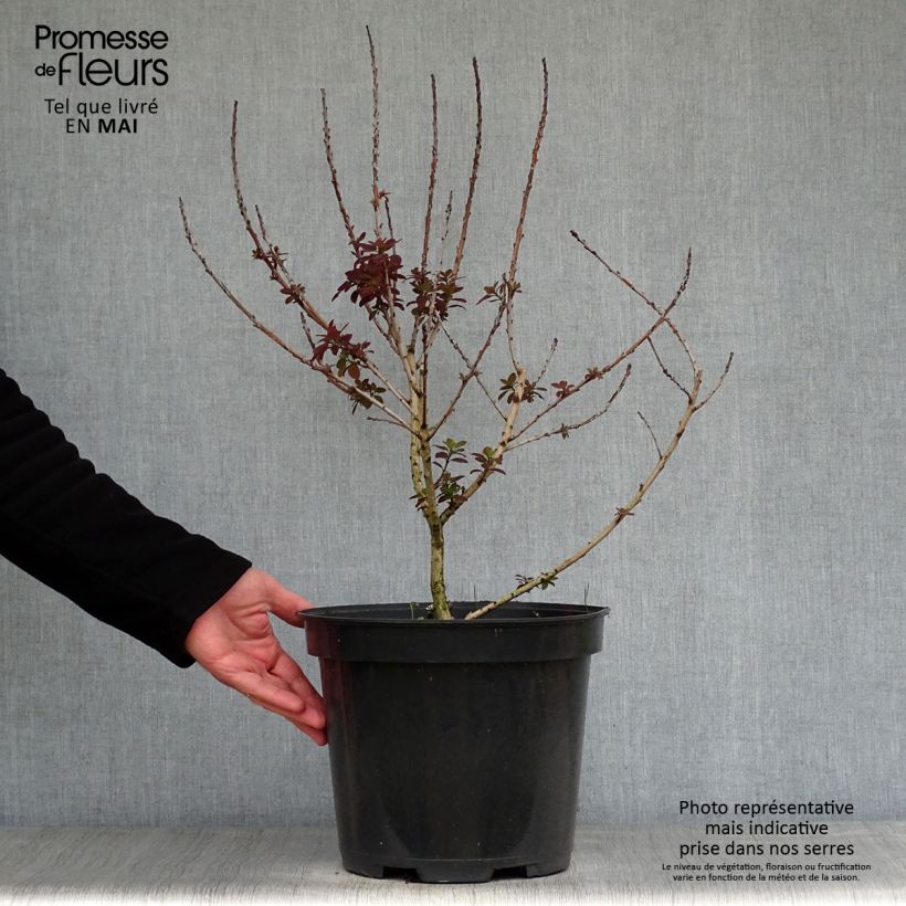 Exemplar von Perückenstrauch Royal Purple - Cotinus coggygria Topf mit 4L/5L wie im Frühjahr geliefert