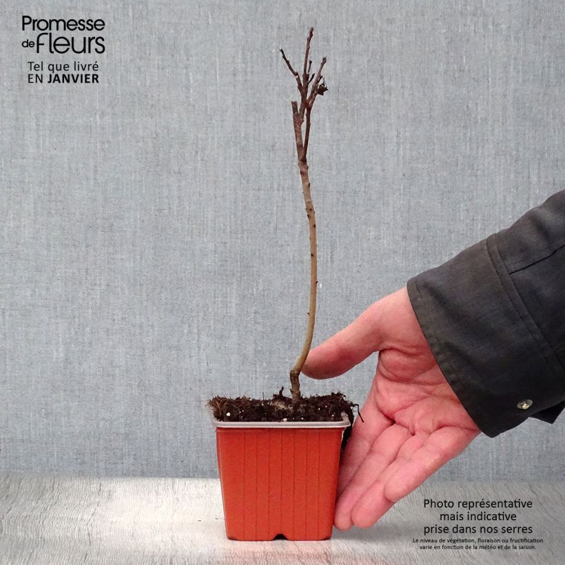 Exemplar von Perückenstrauch Royal Purple - Cotinus coggygria Kleine Töpfe von 8/9 cm wie im Winter geliefert