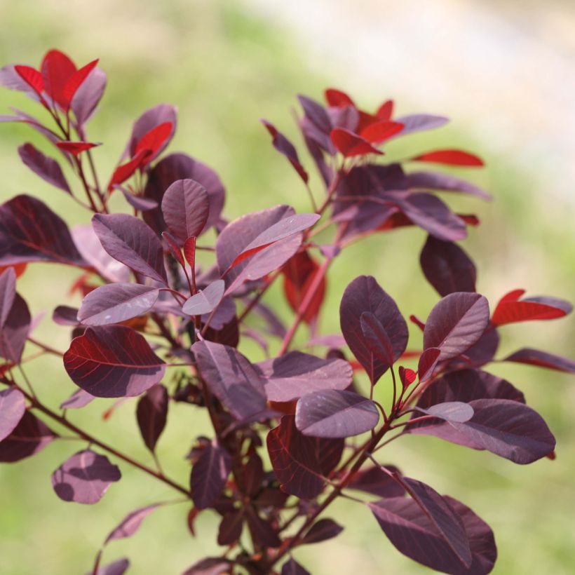Perückenstrauch Winecraft Black - Cotinus coggygria (Foliage)