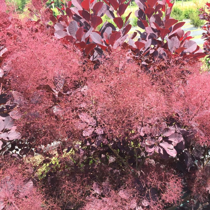Perückenstrauch Winecraft Black - Cotinus coggygria (Flowering)