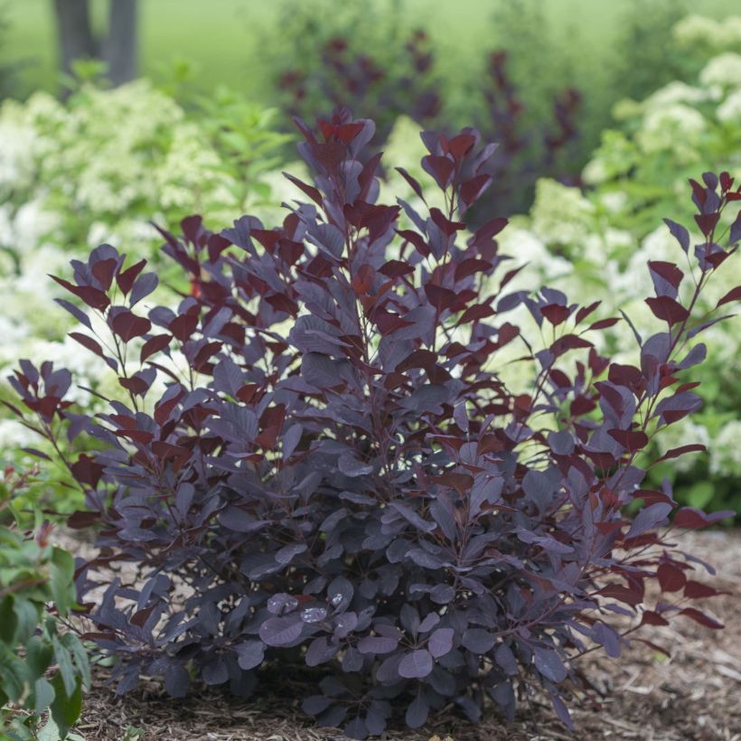 Perückenstrauch Winecraft Black - Cotinus coggygria (Plant habit)
