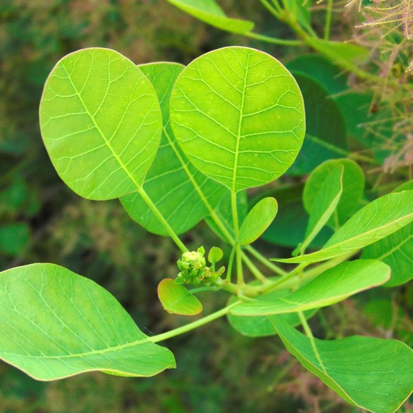 Perückenstrauch Young Lady - Cotinus coggygria (Foliage)