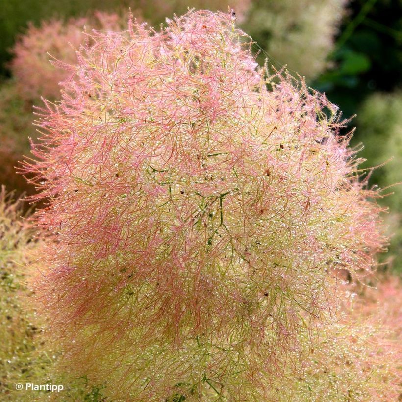 Perückenstrauch Young Lady - Cotinus coggygria (Flowering)