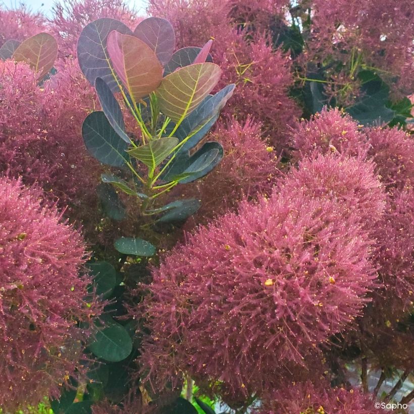 Perückenstrauch Magical Torch - Cotinus coggygria  (Blüte)