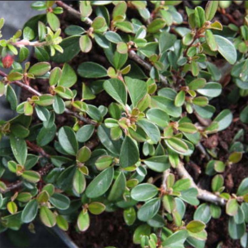 Cotoneaster dammeri Eichholz - Teppich-Zwergmispel (Foliage)