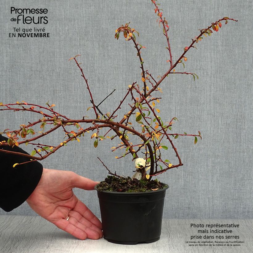 Example of Cotoneaster suecicus Skogholm - Zwergmispel Topf mit 1L/1,5L as you get in automne